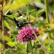 Sparkling-tailed Woodstar