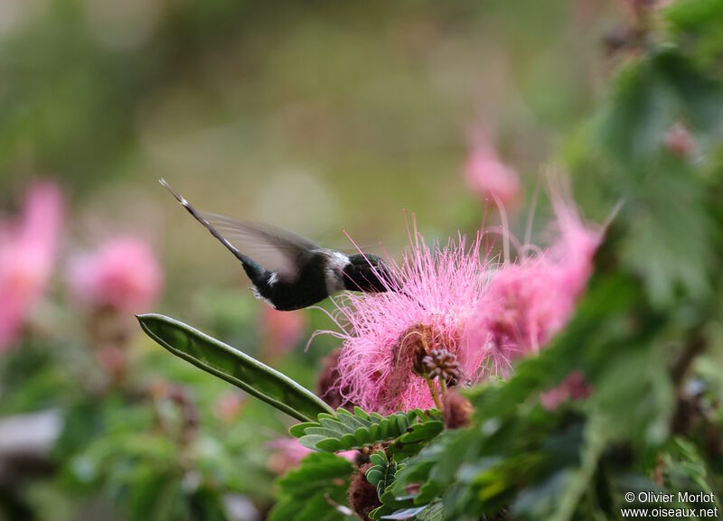 Sparkling-tailed Woodstar