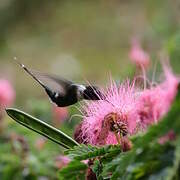 Sparkling-tailed Woodstar