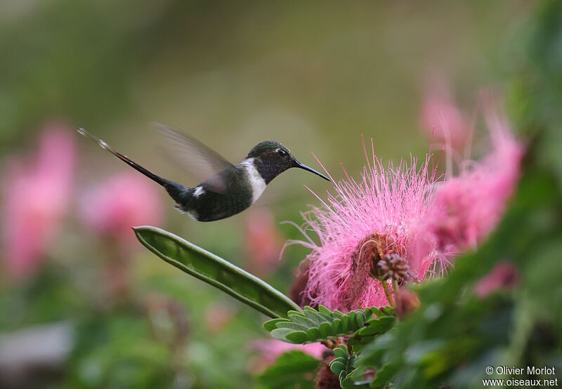 Sparkling-tailed Woodstar