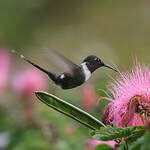 Colibri zémès