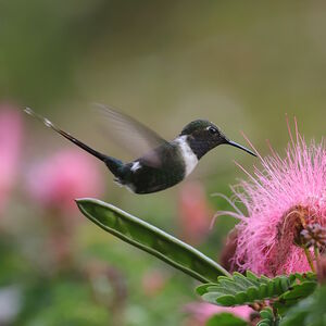 Colibri zémès