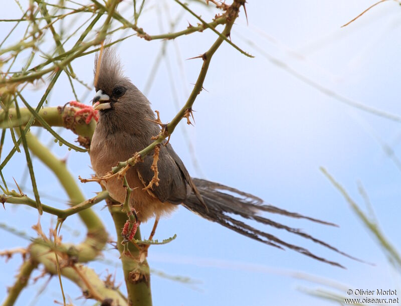 White-backed Mousebird