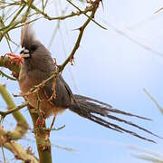 White-backed Mousebird