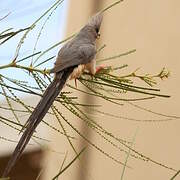 White-backed Mousebird