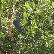 Red-faced Mousebird