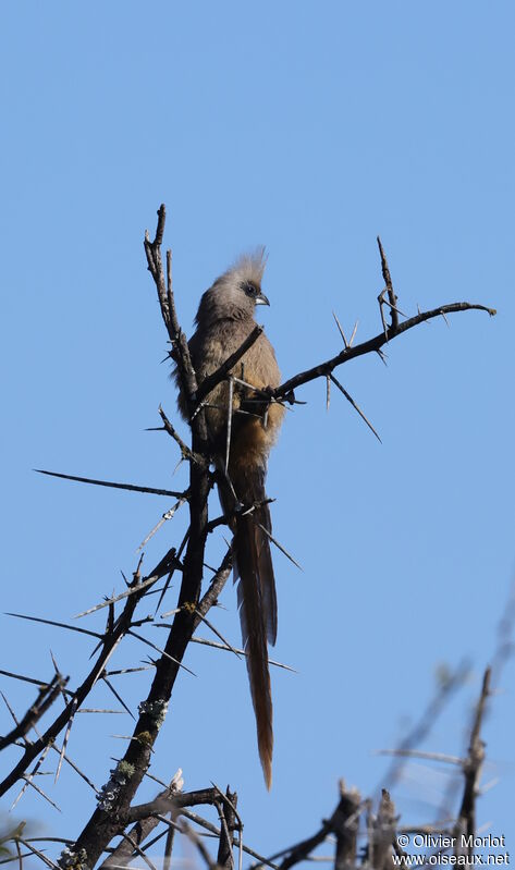 Speckled Mousebird