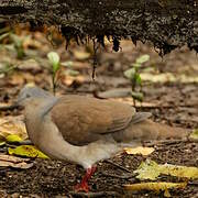 White-tipped Dove