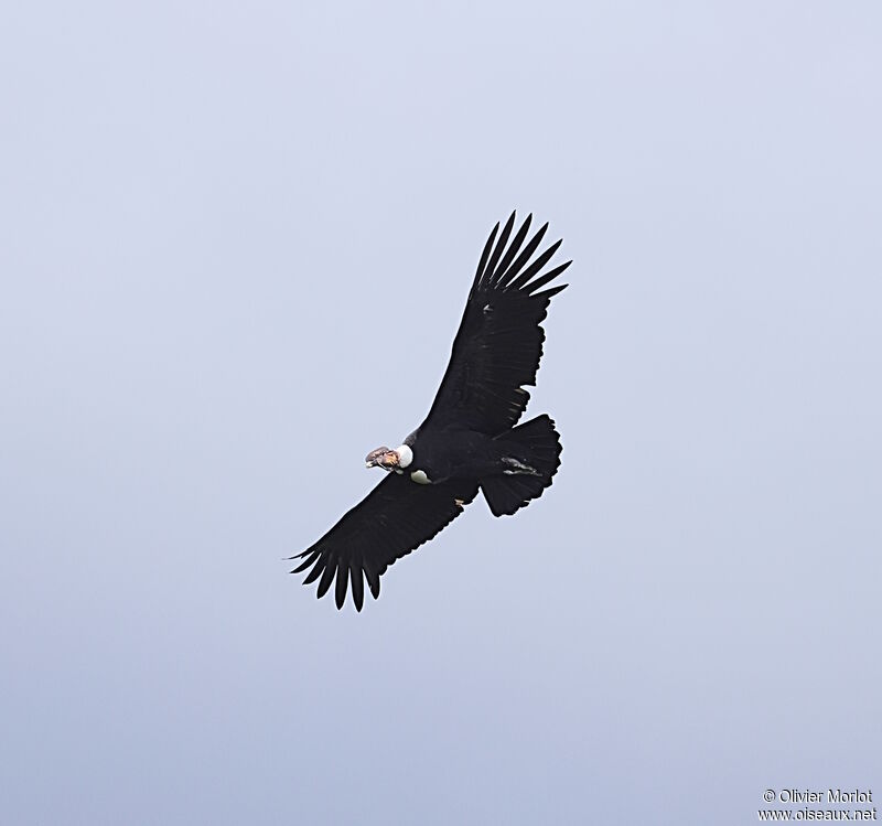 Condor des Andes