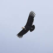 Andean Condor