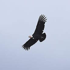 Condor des Andes