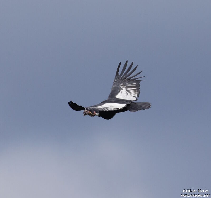 Condor des Andes