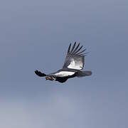 Andean Condor