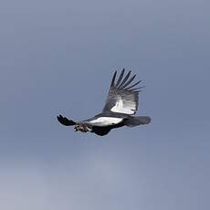 Condor des Andes