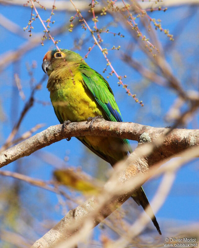 Conure couronnée