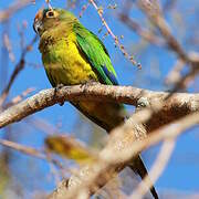 Conure couronnée