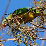 Conure couronnée