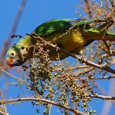 Conure couronnée