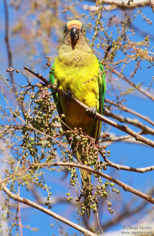 Conure couronnée