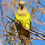 Conure couronnée