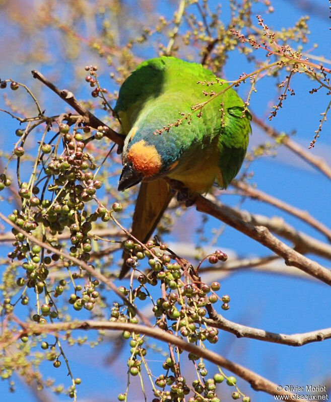 Peach-fronted Parakeet