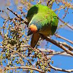 Conure couronnée