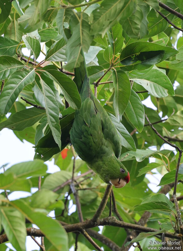 Conure de Wagler