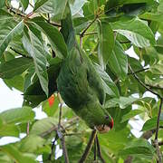 Scarlet-fronted Parakeet