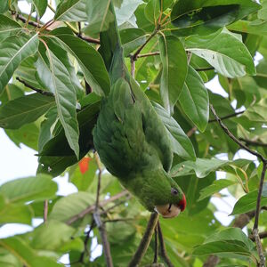 Conure de Wagler