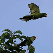 Scarlet-fronted Parakeet