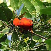 Andean Cock-of-the-rock