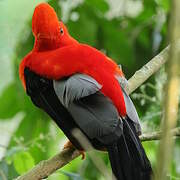 Andean Cock-of-the-rock