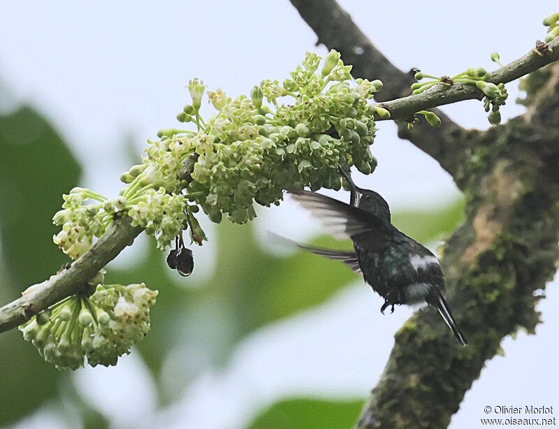 Green Thorntail