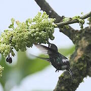 Coquette à queue fine