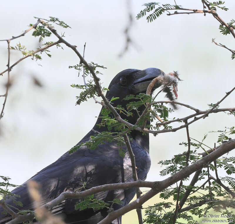 Large-billed Crow