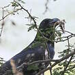 Corbeau à gros bec