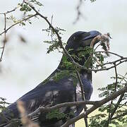 Large-billed Crow