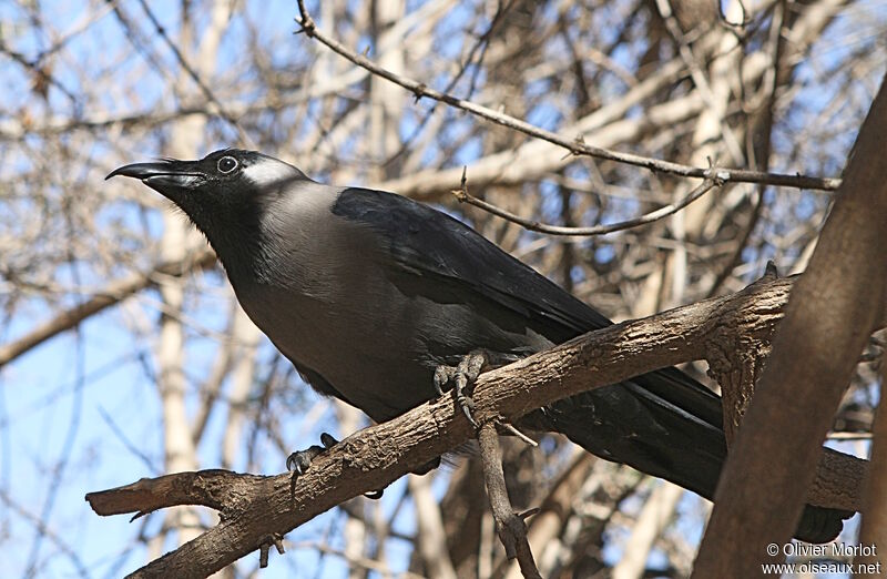 House Crow