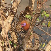 Violet-eared Waxbill