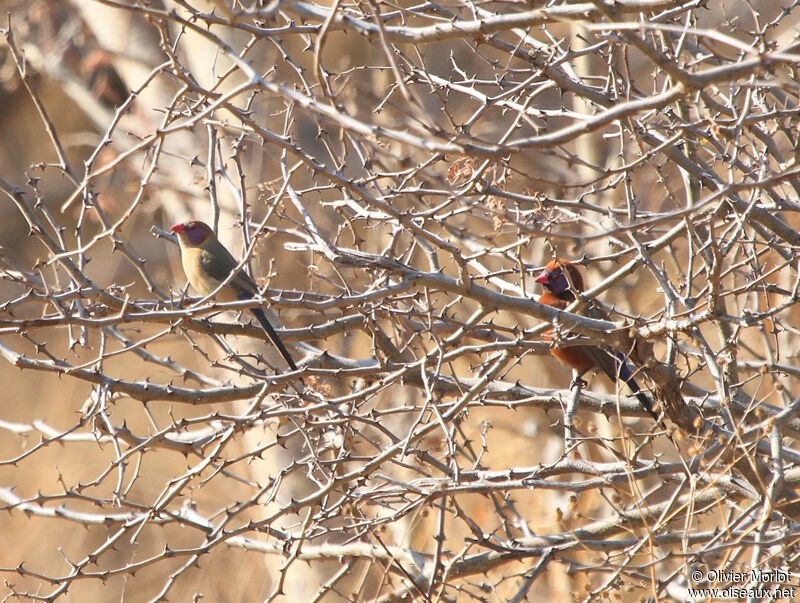 Violet-eared Waxbill