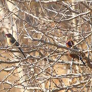 Violet-eared Waxbill