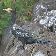 Reed Cormorant