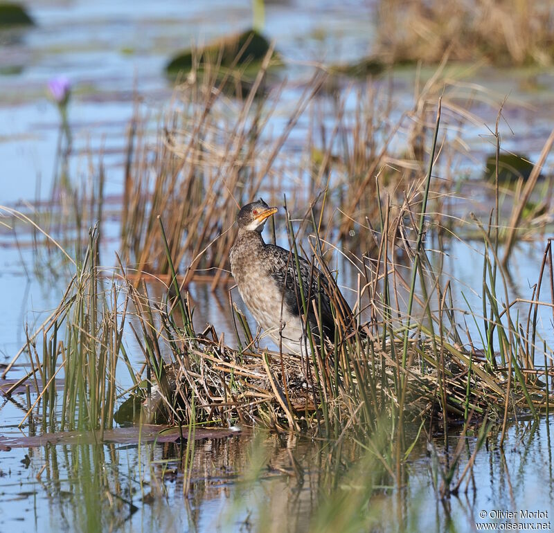 Reed Cormorant