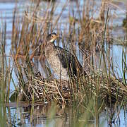 Reed Cormorant