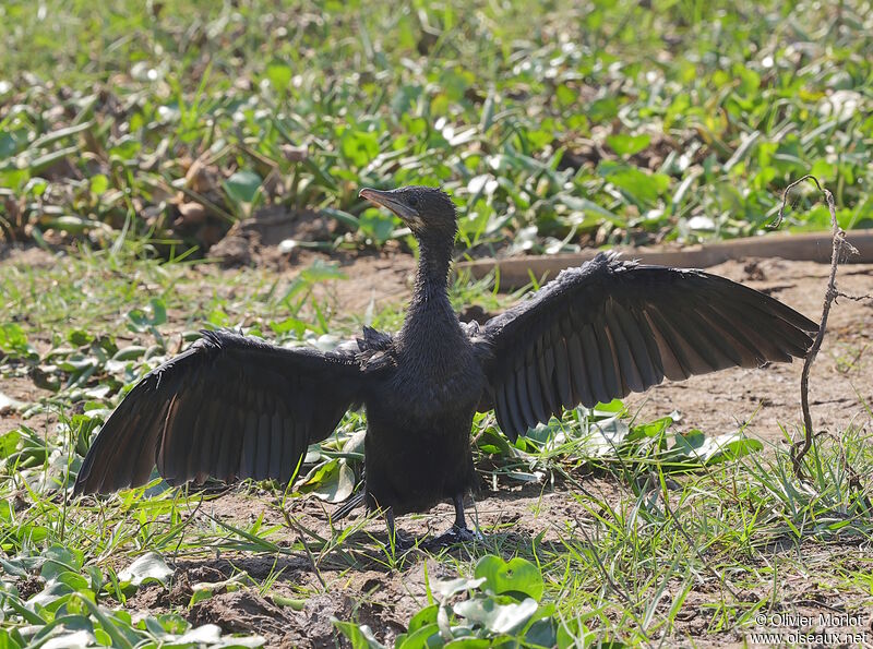 Little Cormorant