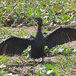 Cormoran de Vieillot