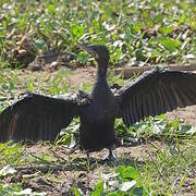 Little Cormorant