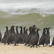 Cormoran du Cap