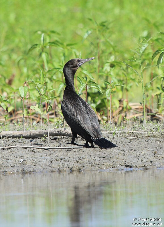 Cormoran noir