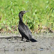 Little Black Cormorant